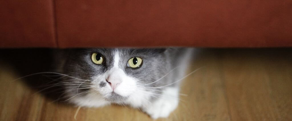 5 Signs that Could Indicate Something is Wrong with Your Cat