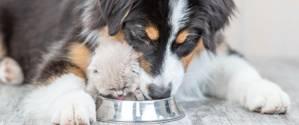 Pet Hydration Awareness Month: The Importance of Keeping Your Furry Friends Hydrated