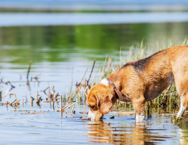 What Is Leptospirosis And How It Can Affect Your Dog